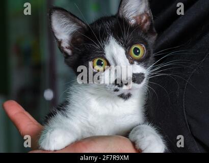 scared black and white kitten with big yellow eyes in female hands Stock Photo