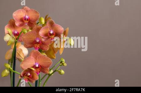 orchids with space for text Stock Photo