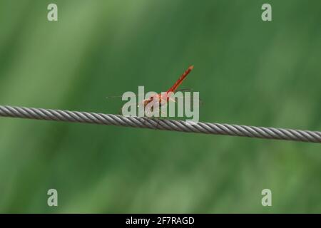 Selective focus shot of a red flying insect with a pointy tail sitting on gray rope Stock Photo
