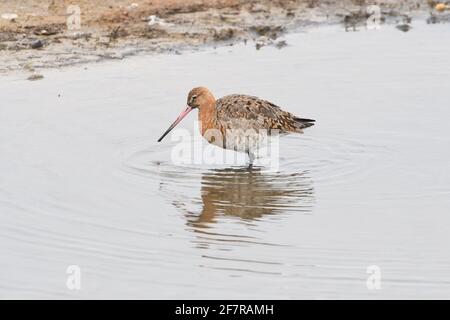 Black-tailed godwit (Limosa limosa) moulting into summer plumage in early spring Stock Photo