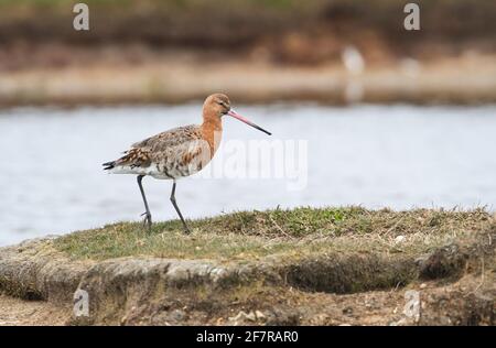 Black-tailed godwit (Limosa limosa) moulting into summer plumage in early spring Stock Photo