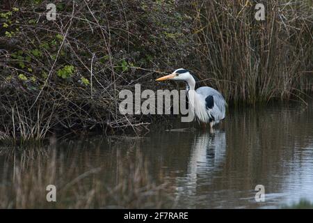 Grey heron (Ardea cinerea) hunting in a shallow stream Stock Photo