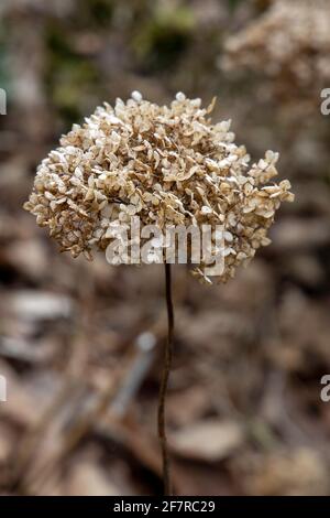 Dead Hydrangea flower head Stock Photo