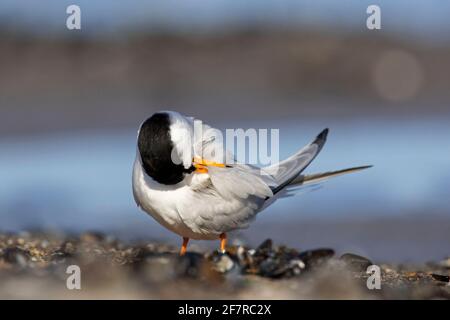 Little tern (Sternula albifrons / Sterna albifrons) preening feathers on the beach Stock Photo