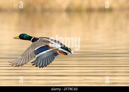 Mallard (Anas platyrhynchos) male duck / drake taking off from water of lake in spring Stock Photo