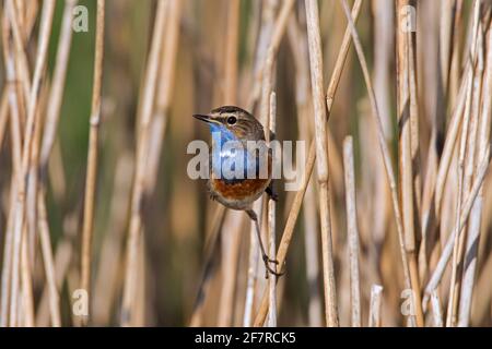 White-spotted bluethroat (Luscinia svecica cyanecula) male perched on reed stem and calling in wetland in spring Stock Photo