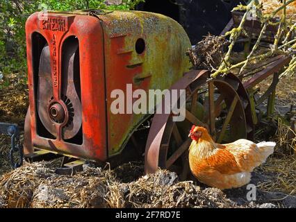 Chicken in farm yard with old farm machinery. Stock Photo