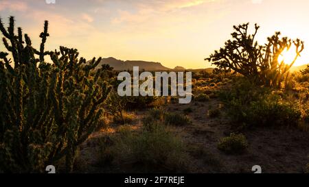 Desert scenery on the way to Nevada from Arizona. Sun setting behind Joshua trees. Stock Photo