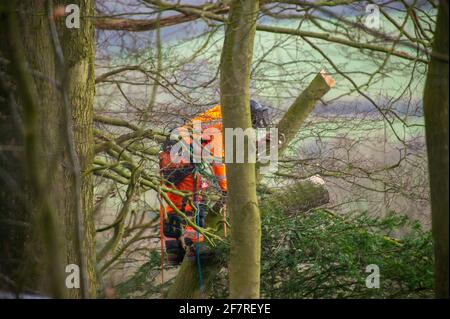 Aylesbury Vale, UK. 9th April, 2021. HS2 were back in the ancient woodland of Jones Hill Wood today felling trees. Environmental activists trying to protect Jones Hill Wood are taking legal action against Natural England who granted the licence to HS2 fell Jones Hill Wood despite it having rare barbastelle bats in the wood. The controversial and massively over budget High Speed 2 rail link from London to Birmingham is carving a huge scar across the Chilterns which is an AONB Credit: Maureen McLean/Ģ����ý Live News Stock Photo