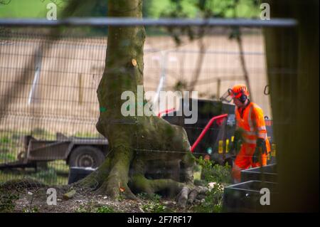 Aylesbury Vale, UK. 9th April, 2021. This beautfiul tree ready for felling used to have a badger sett underneath it until HS2 wired it over. HS2 were back in the ancient woodland of Jones Hill Wood today felling trees. Environmental activists trying to protect Jones Hill Wood are taking legal action against Natural England who granted the licence to HS2 fell Jones Hill Wood despite it having rare barbastelle bats in the wood. The controversial and massively over budget High Speed 2 rail link from London to Birmingham is carving a huge scar across the Chilterns which is an AONB Credit: Maureen Stock Photo