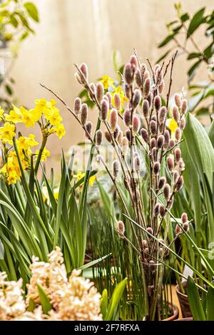 Bouquet in a vase of willow branches with budding buds in a blooming spring garden. Stock Photo