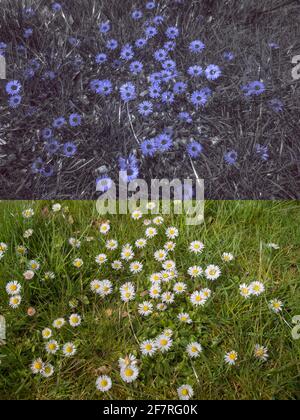 Common white daisy, Bellis perennis, comparison with normal daylight and UV reflected light, positive phototropism during the day Stock Photo