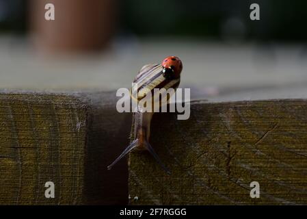 Ladybird on the shell of a snail Stock Photo