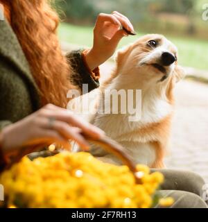 pembroke welsh corgi on a walk in the autumn park,photo session from a corgi, a basket with yellow chrysanthemums. new