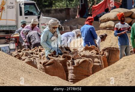 Indian daily wage workers packing 100 Kilogram Paddy grains in