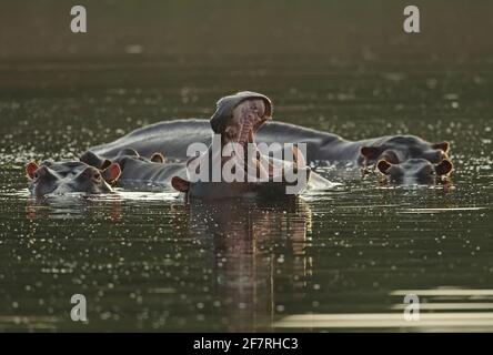 Common Hippopotamus (Hippopotamus amphibius capensis) group in river with one yawning St Lucia, South Africa          November Stock Photo