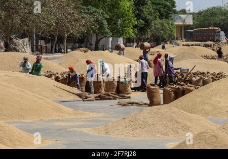 Indian daily wage workers packing 100 Kilogram Paddy in jute bags