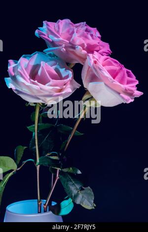 White roses in colorful light on dark background Stock Photo