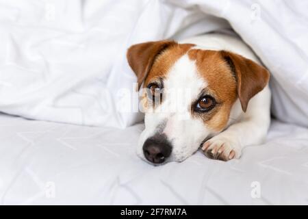 A dog Jack Russell Terrier lies on the bed under a blanket, looks at camera. Stock Photo