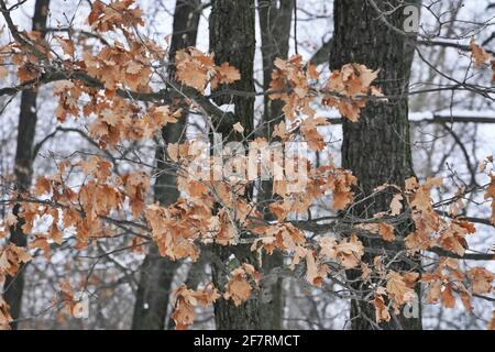 November, rotten leaves on the tree, snow Stock Photo