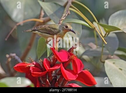 Brown-throated Sunbird (Anthreptes malacensis malacensis) female perched by flower Siem Reap, Cambodia           January Stock Photo