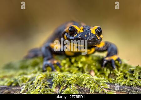 Head shot Threatened Fire salamander newt (Salamandre salamandre) which lives in central European deciduous forests and are more common in hilly areas Stock Photo