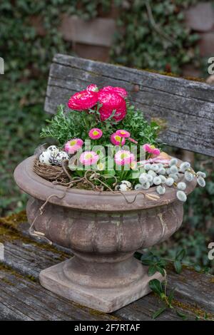 pink bellis perennis and ranunculus in terracotta plant vase in garden Stock Photo