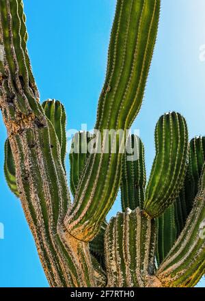 A large cactus with a blue sky background