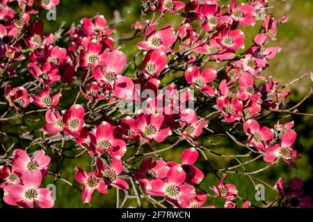 Pink flowering dogwood tree (Pink Cornus florida rubra tree) in spring sun a nature background. Stock Photo