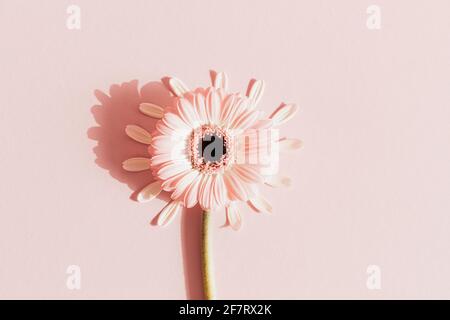 Abstract floral composition with gerbera flower and petals on pastel pink background. Minimal spring bloom concept. Greeting card design. Flat lay. Stock Photo