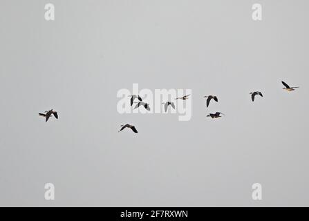 Comb Duck (Sarkidiornis melanotos melanotos) flock in flight Ang Trapaeng Thmor, Cambodia           January Stock Photo