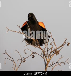 A red-winged blackbird perched and singing at Crex Meadows Wildlife Area in Wisconsin. Stock Photo