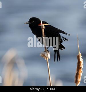 A red-winged blackbird at Crex Meadows Wildlife Area in Wisconsin. Stock Photo