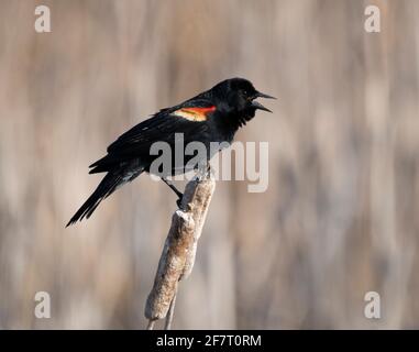 A red-winged blackbird sings at Crex Meadows Wildlife Area in Wisconsin. Stock Photo