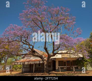 Jacaranda mimosifolia, a large deciduous tree covered in mauve flowers against a blue sky in the historic village of Cracow in Australia Stock Photo