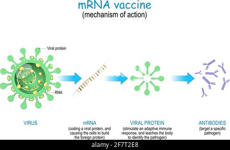 COVID-19 mRNA vaccine. mechanism of action. pandemics caused ...