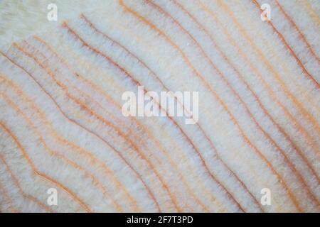 Texture of marble slab with colored veins Stock Photo