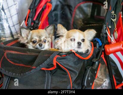Two Chihuahuas in a pushchair Stock Photo