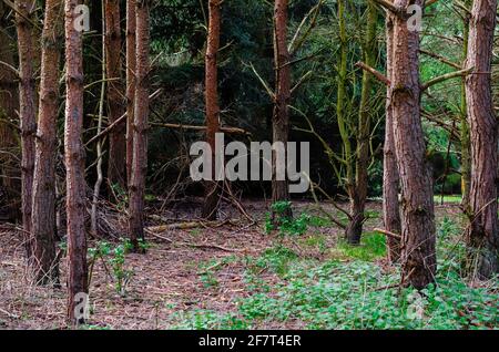 Beautiful evergreen trees in a UK forest Stock Photo