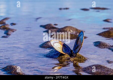 An open clam shell on the ocean sand Stock Photo