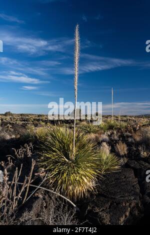 Commom Sotol growing in the lava fields of Valley of FIres Recreation Area, New Mexico.  Its tall flower spike resembles a yucca, but it is actually i Stock Photo