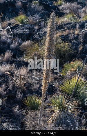 Commom Sotol growing in the lava fields of Valley of FIres Recreation Area, New Mexico.  Its tall flower spike resembles a yucca, but it is actually i Stock Photo