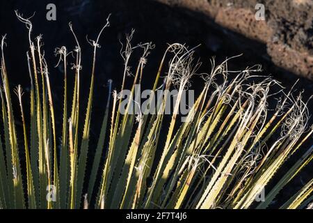 Commom Sotol growing in the lava fields of Valley of FIres Recreation Area, New Mexico.  Its tall flower spike resembles a yucca, but it is actually i Stock Photo