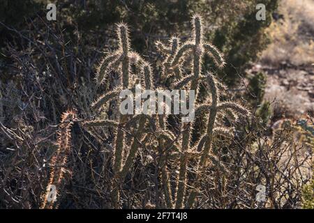 Cane Cholla or Walking Stick Cholla, Cylindropuntia imbricata, growing in the lava fields of Valley of FIres Recreation Area, New Mexico. Stock Photo