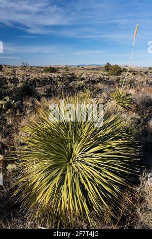 Commom Sotol growing in the lava fields of Valley of FIres Recreation Area, New Mexico.  Its tall flower spike resembles a yucca, but it is actually i Stock Photo