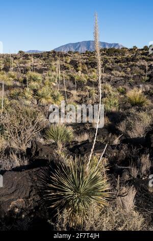 Commom Sotol growing in the lava fields of Valley of FIres Recreation Area, New Mexico.  Its tall flower spike resembles a yucca, but it is actually i Stock Photo