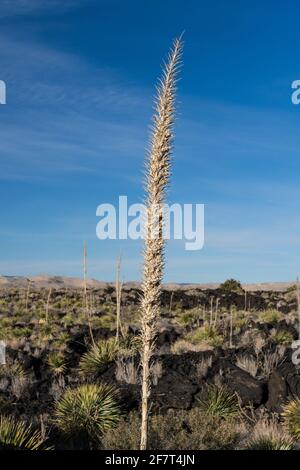 Commom Sotol growing in the lava fields of Valley of FIres Recreation Area, New Mexico.  Its tall flower spike resembles a yucca, but it is actually i Stock Photo