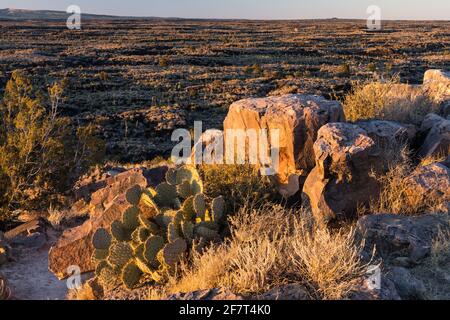 Prickley Pear Cactus among sandstone boulders in the Valley of FIres Recreation Area, New Mexico. Stock Photo