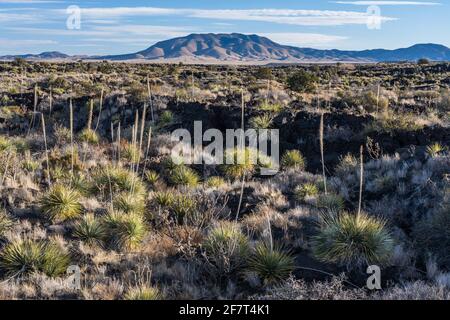 Commom Sotol growing in the lava fields of Valley of FIres Recreation Area, New Mexico.  Its tall flower spike resembles a yucca, but it is actually i Stock Photo