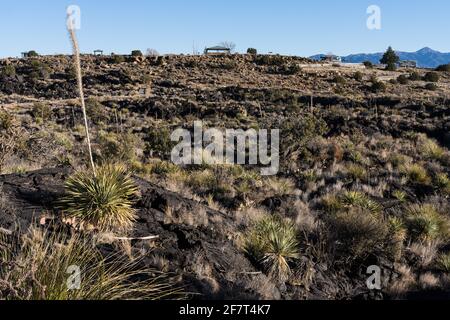 Commom Sotol growing in the lava fields of Valley of FIres Recreation Area, New Mexico.  Its tall flower spike resembles a yucca, but it is actually i Stock Photo